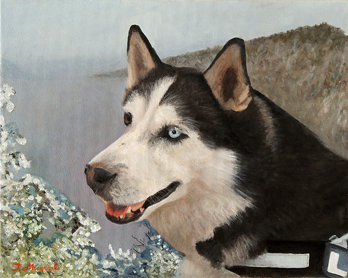 Pies Husky obraz olejny Obraz olejny pies husky na zamówienie