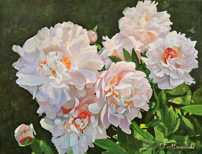 obraz peonie w ogrodzie obrazy peonie